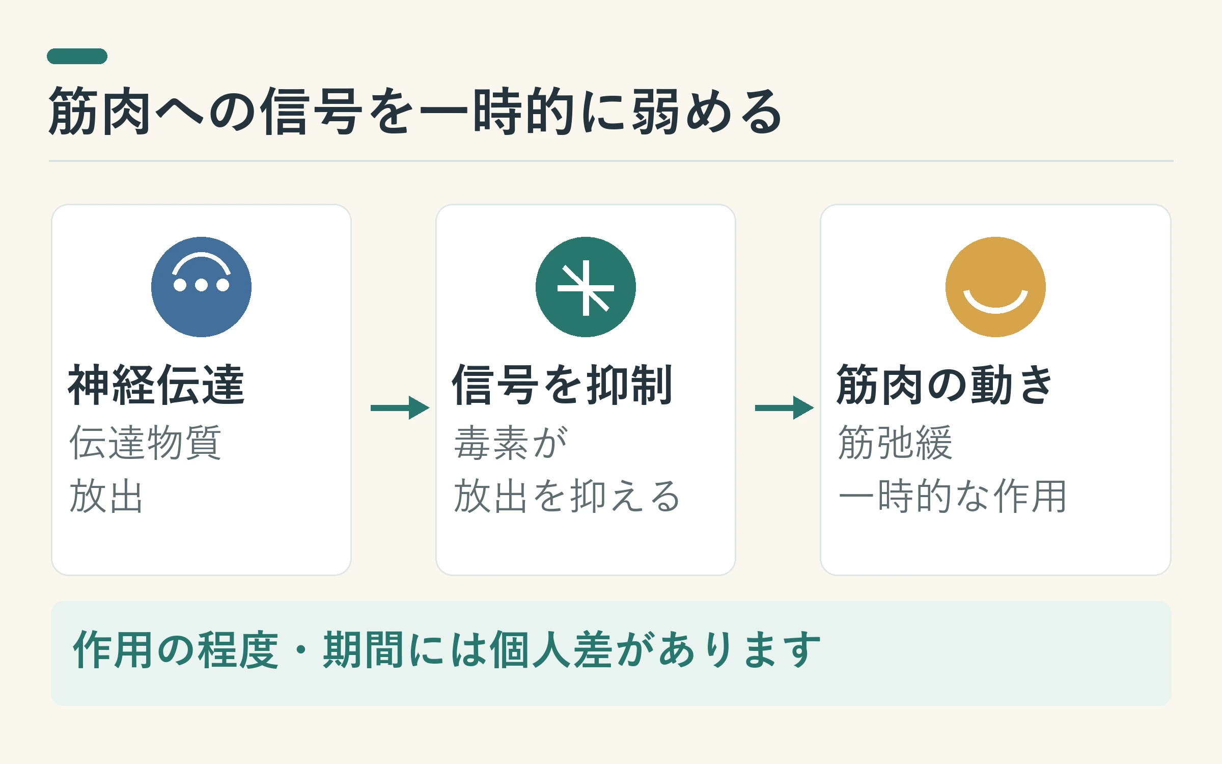 神経から放出されるアセチルコリンをA型ボツリヌス毒素が抑え、筋弛緩作用が生じる仕組みの概念図