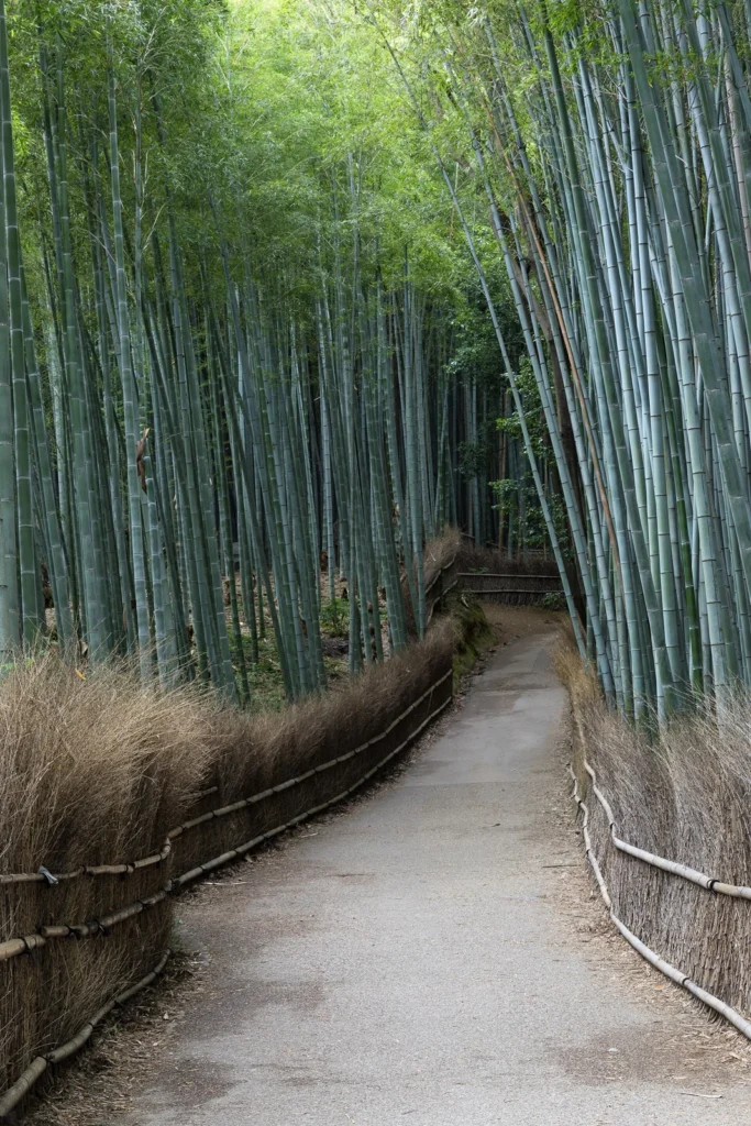嵐山の竹林。写真: Basile Morin / Wikimedia Commons / CC BY-SA 4.0。WebP変換・縮小。