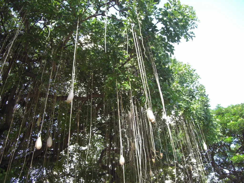 ワイキキの大きなバニヤンの木を見上げる風景