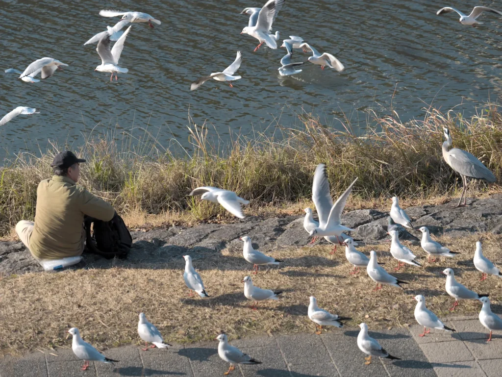 冬の鴨川の浅瀬に集まる白鷺と一羽のアオサギ