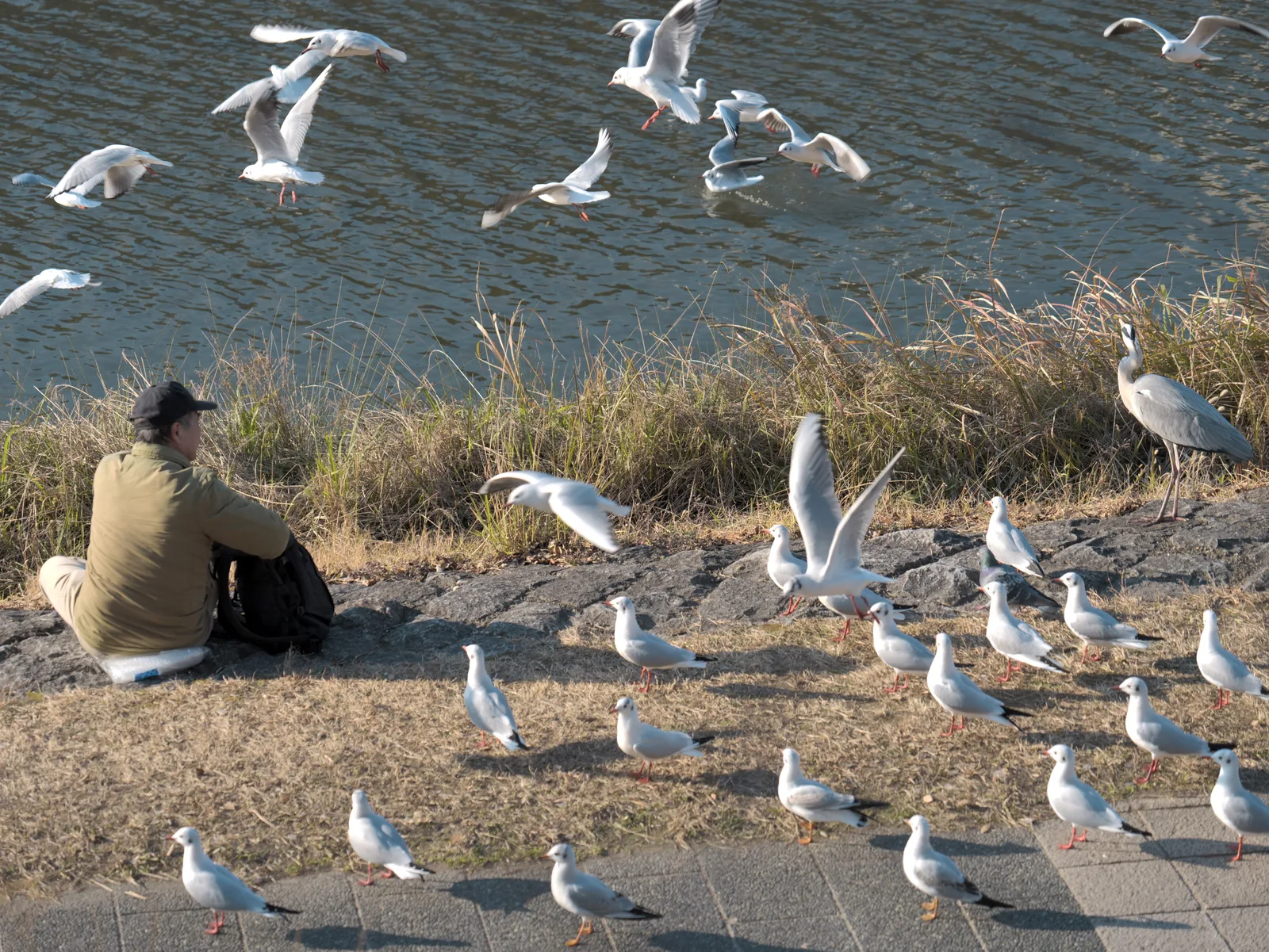 冬の鴨川の浅瀬に集まる白鷺と一羽のアオサギ