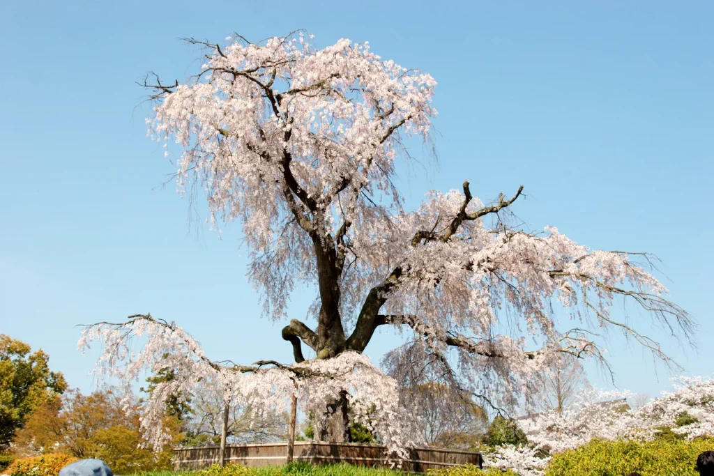 青空の下で満開になった円山公園の祇園しだれ桜