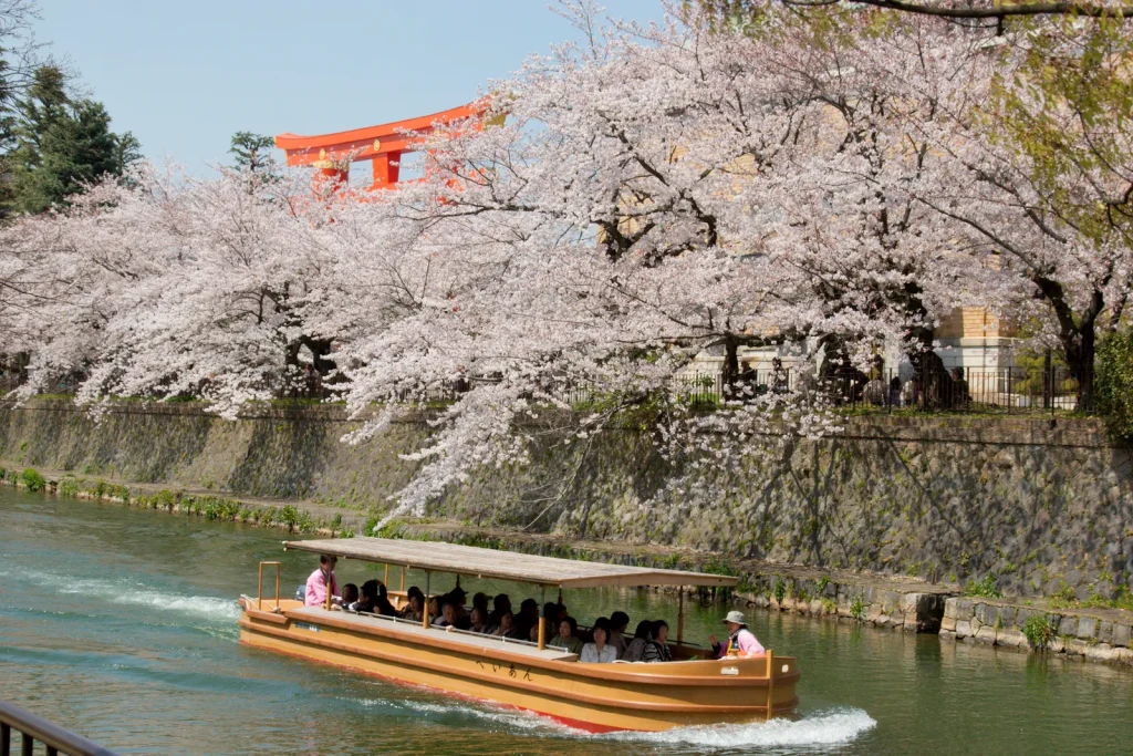 満開の桜と平安神宮の大鳥居の下を遊覧船が進む岡崎疏水