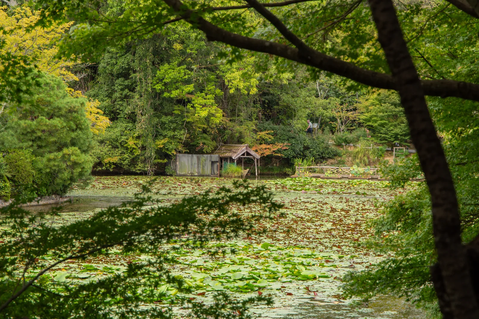 木々の間から蓮に覆われた龍安寺の鏡容池と小さな舟小屋を見る景色