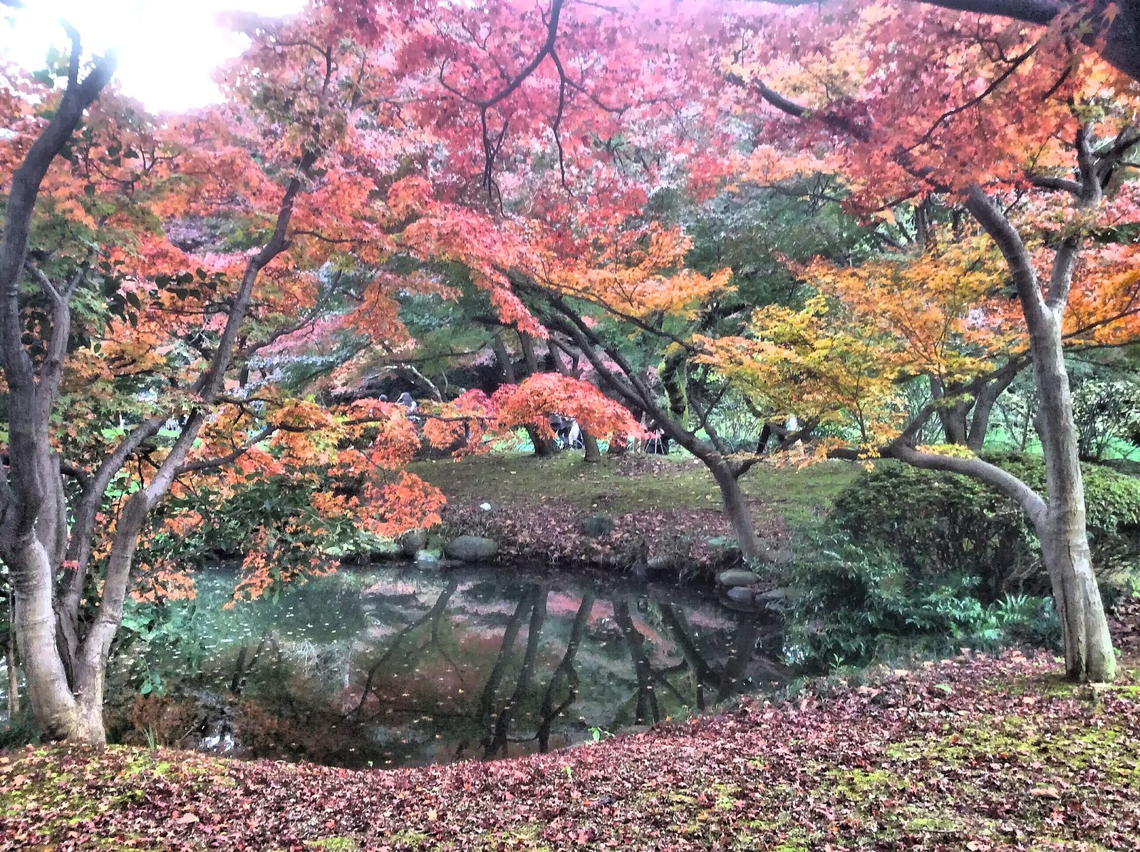 赤や橙の紅葉が池に映る秋の新宿御苑
