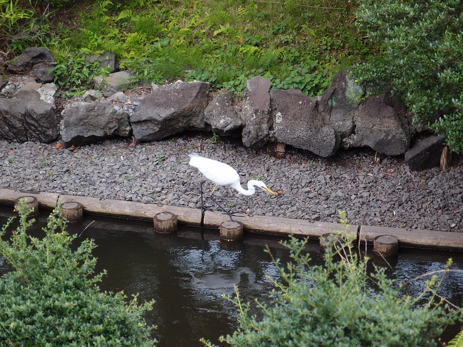 新宿御苑の池のほとりを歩く白い鳥