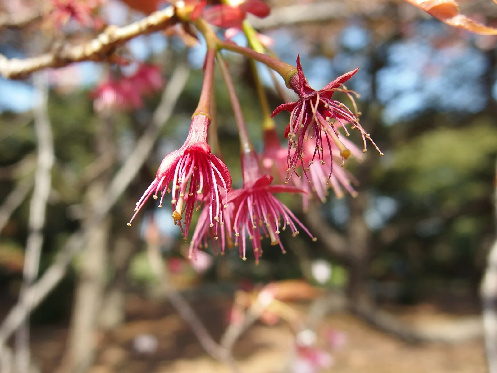 新宿御苑で春に開いた桜の花