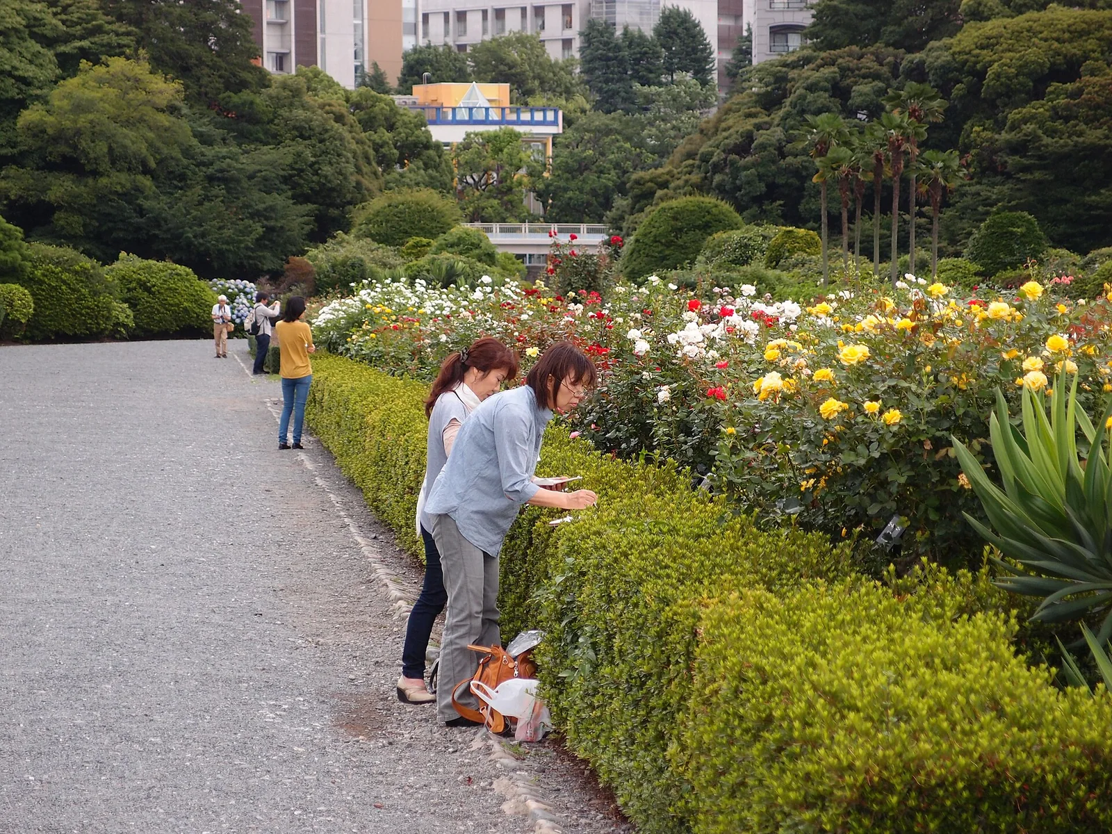バラ花壇が続く新宿御苑の整形式庭園