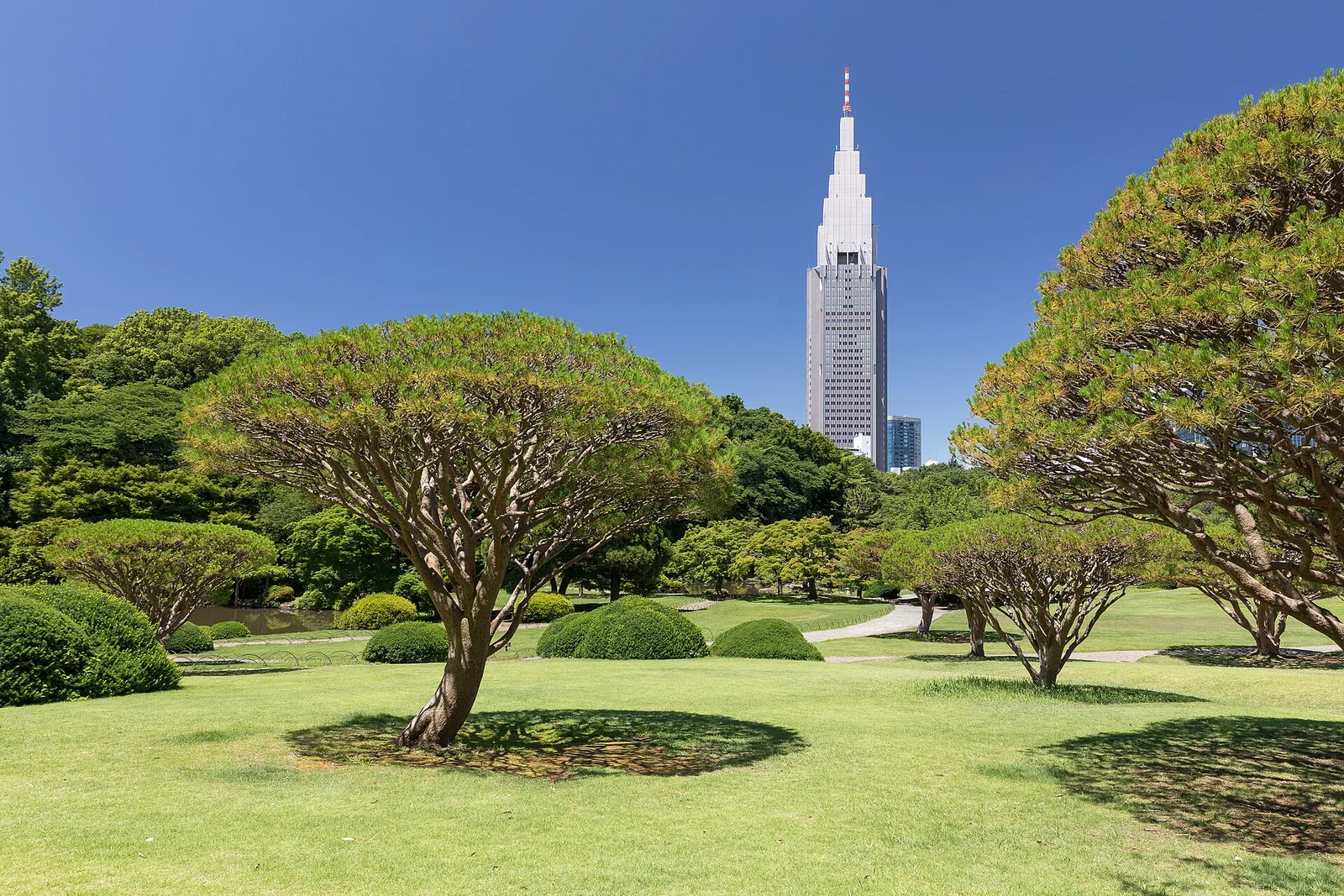 芝生と木々の向こうに高層ビルが見える新宿御苑