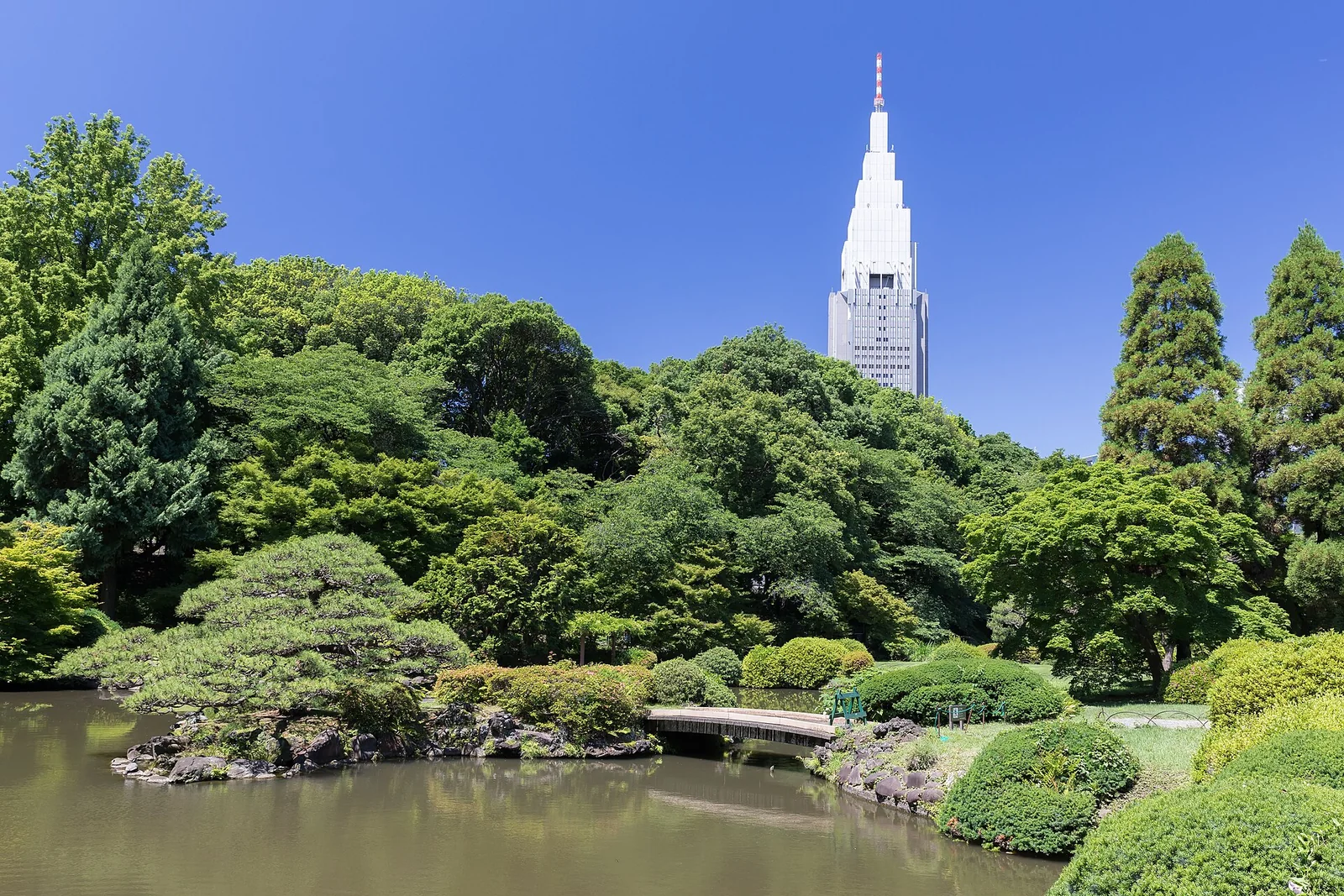 池の橋と木々の向こうに高層ビルが見える新宿御苑