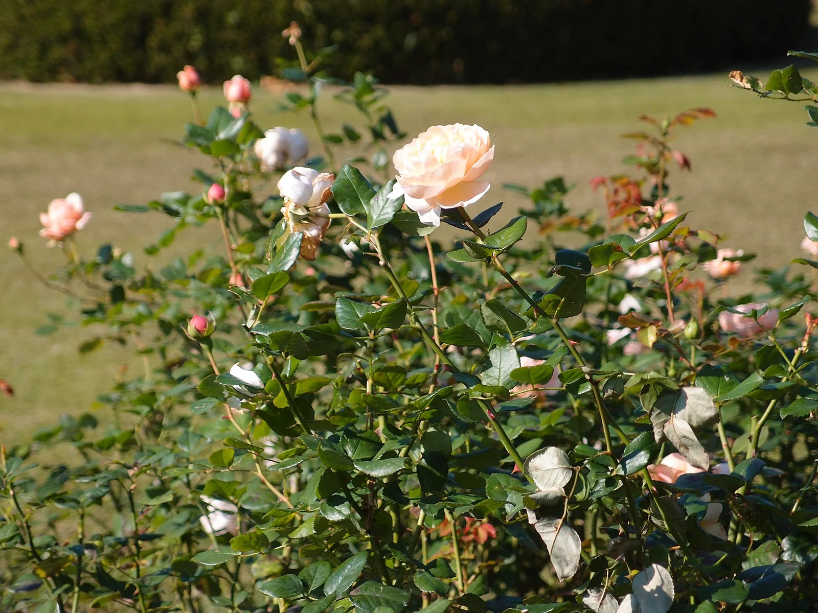 新宿御苑の芝生を背景に咲く淡い色のバラ