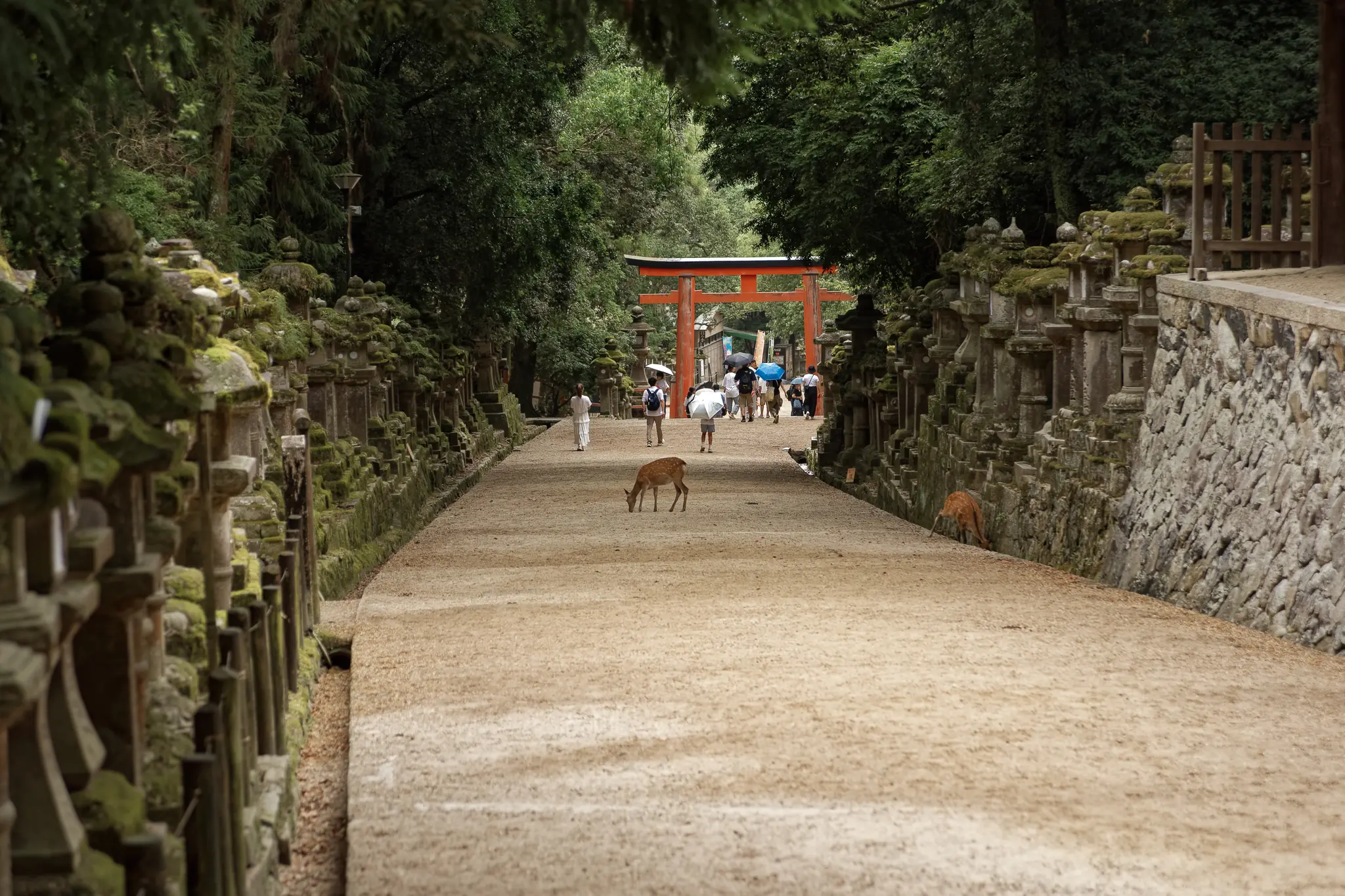 奈良公園の参道と鹿のいる歩道の実景